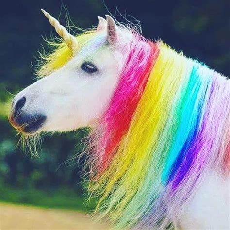 beautiful unicorn images|picture of real unicorn.